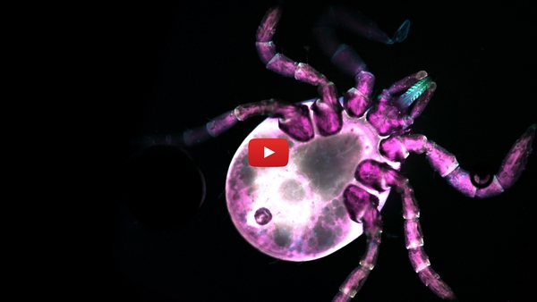 glowing pink tick, with red play button