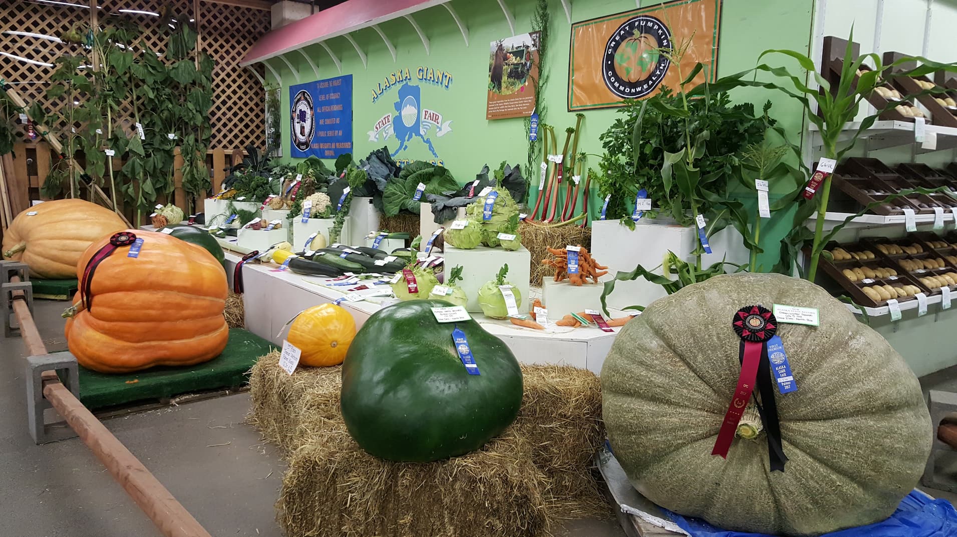 Matanuska Valley gourds