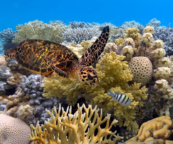 Yes, the Great Barrier Reef is a must-see in 2026