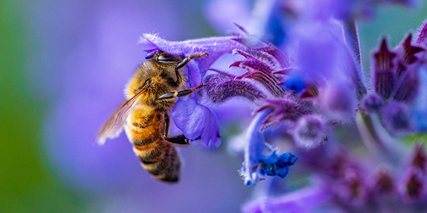 Close-up image focused on a wasp pollinating a bluebell