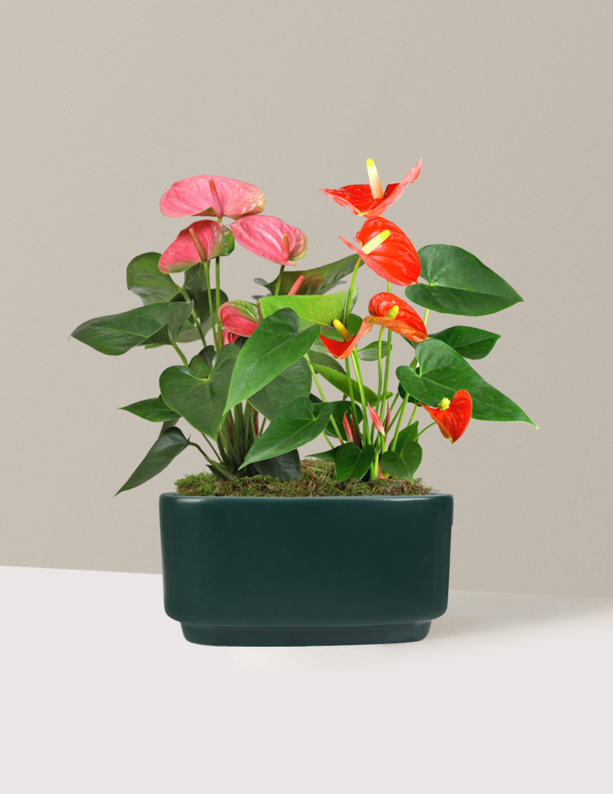 Image of Large Double Bi-Color Anthurium