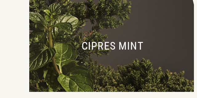 Cipres Mint