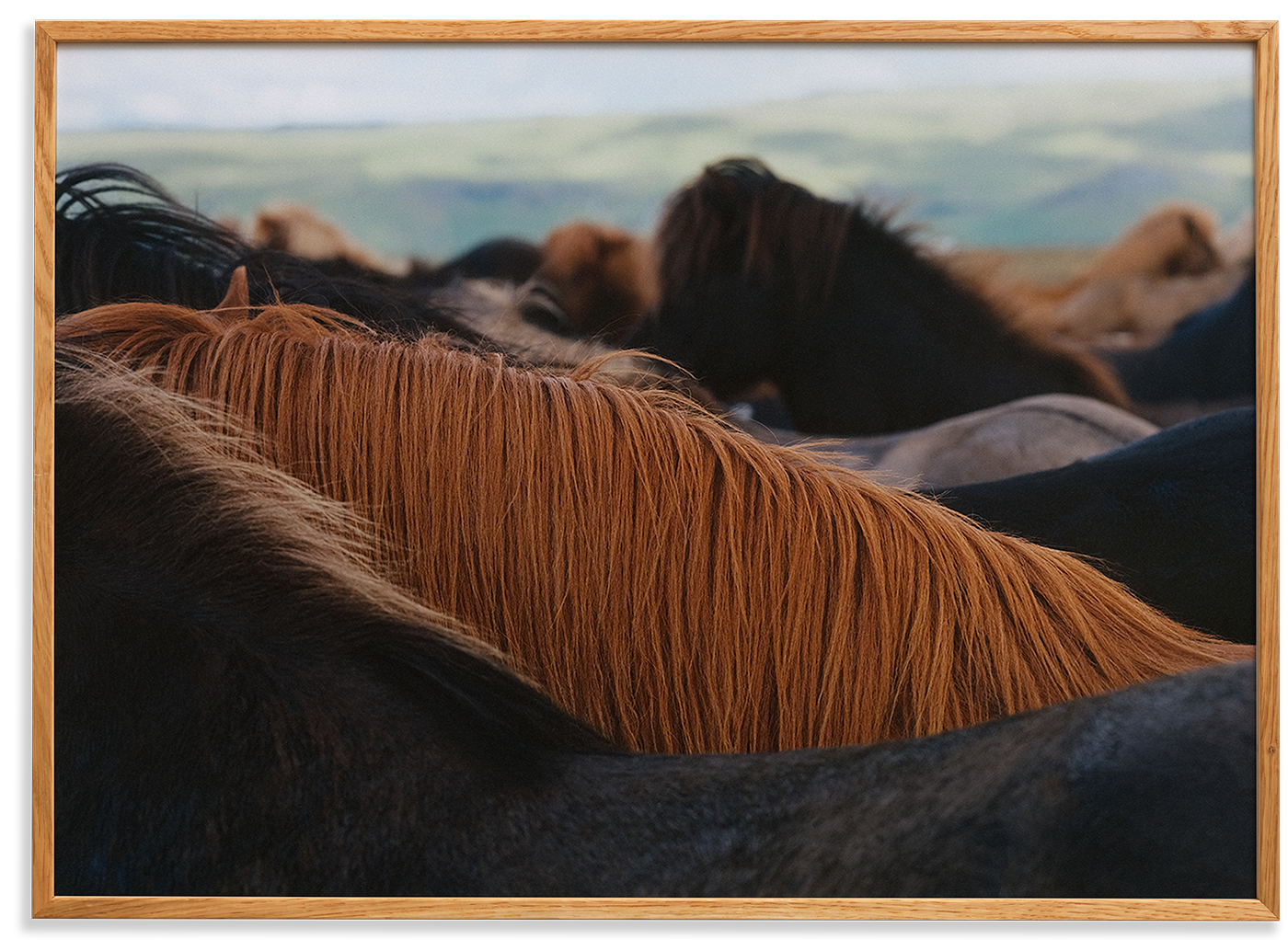 The Herd 01