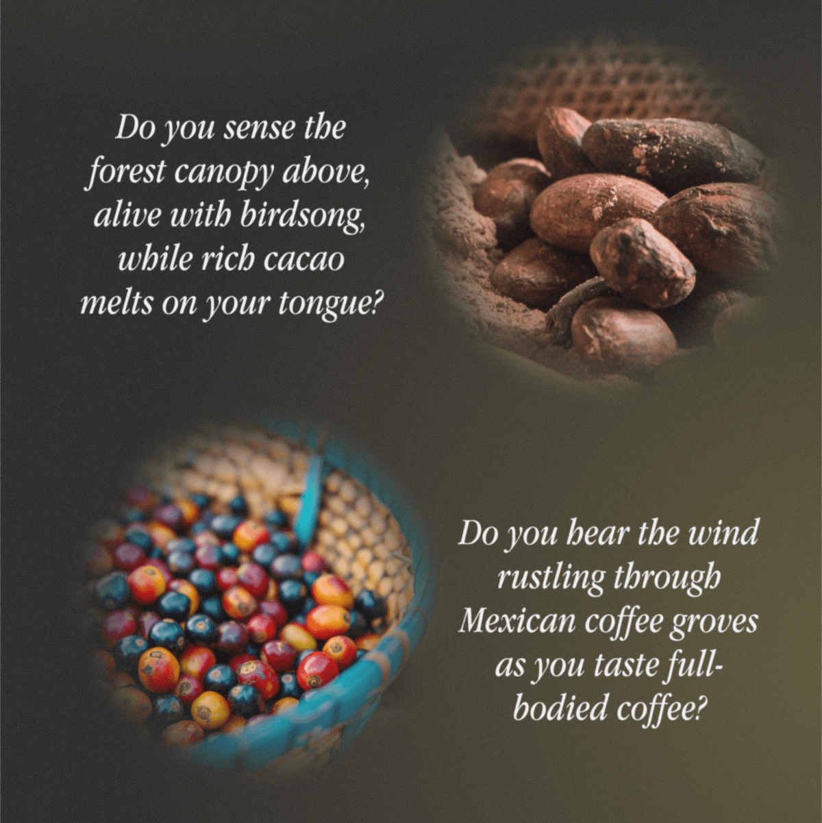 Do you sense the forest canopy above, alive with birdsong, while rich cacao melts on your tongue? | Do you hear the wind rustling through Mexican coffee groves as you taste full-bodied coffee?