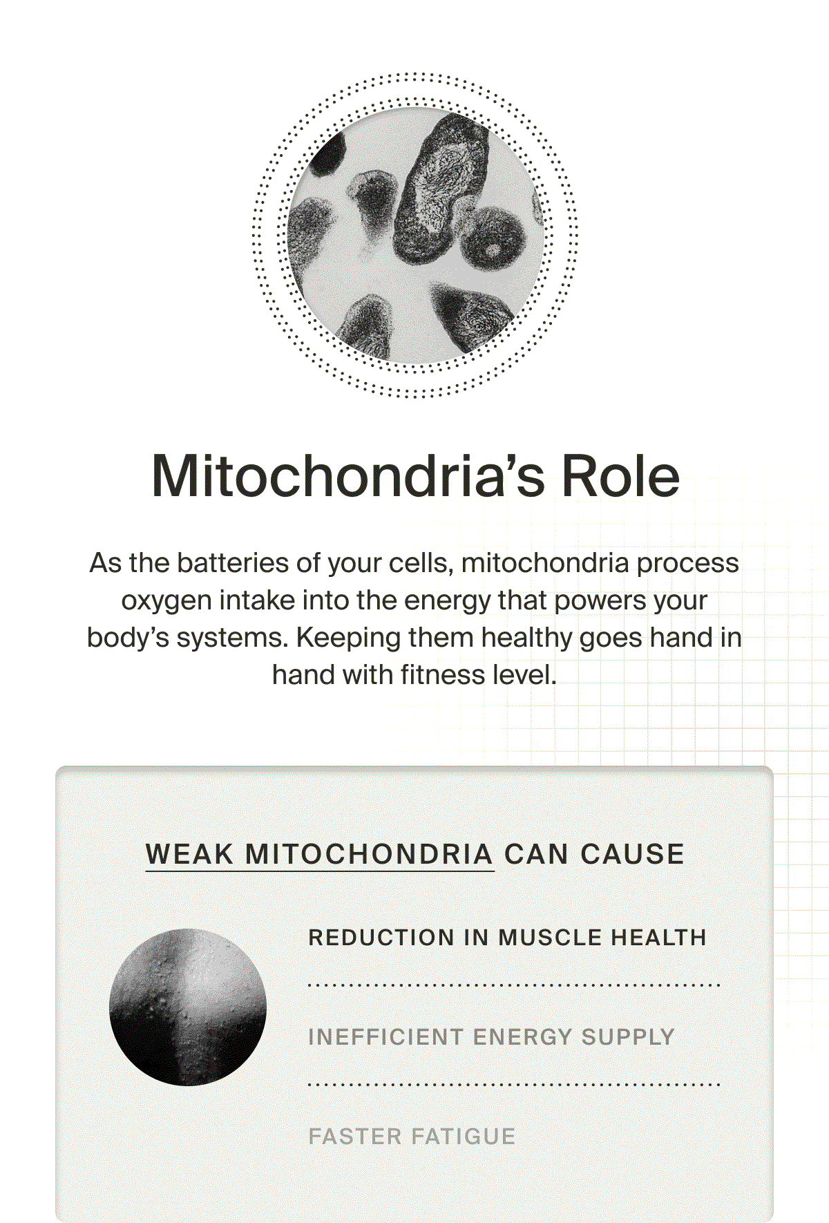 Mitochondria's Role: As the batteries of your cells, mitochondria process oxygen intake into the energy that powers your body’s systems. Keeping them healthy goes hand in hand with fitness level.