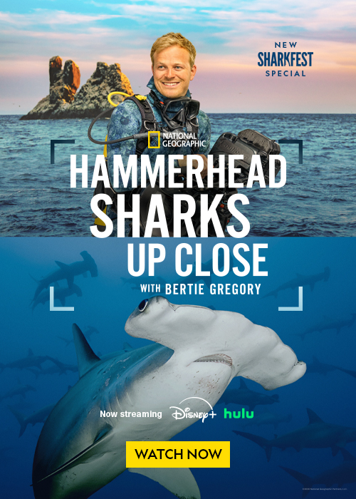 A poster for a National Geographic special about hammerhead sharks with a diver and sharks in the ocean.