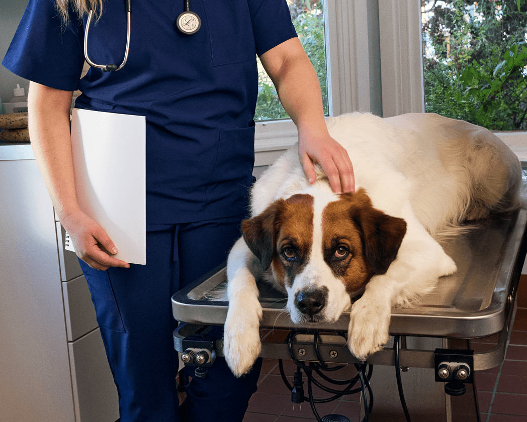 why-is-my-dog-limping