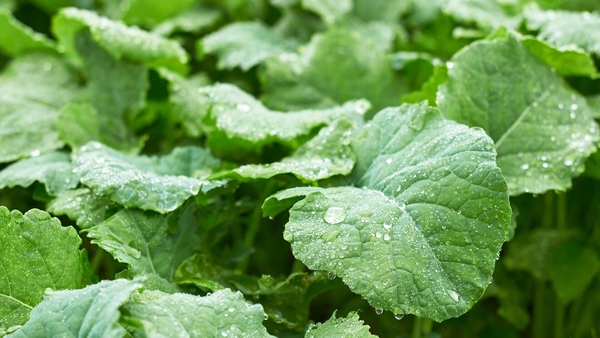 water droplets on green leaves
