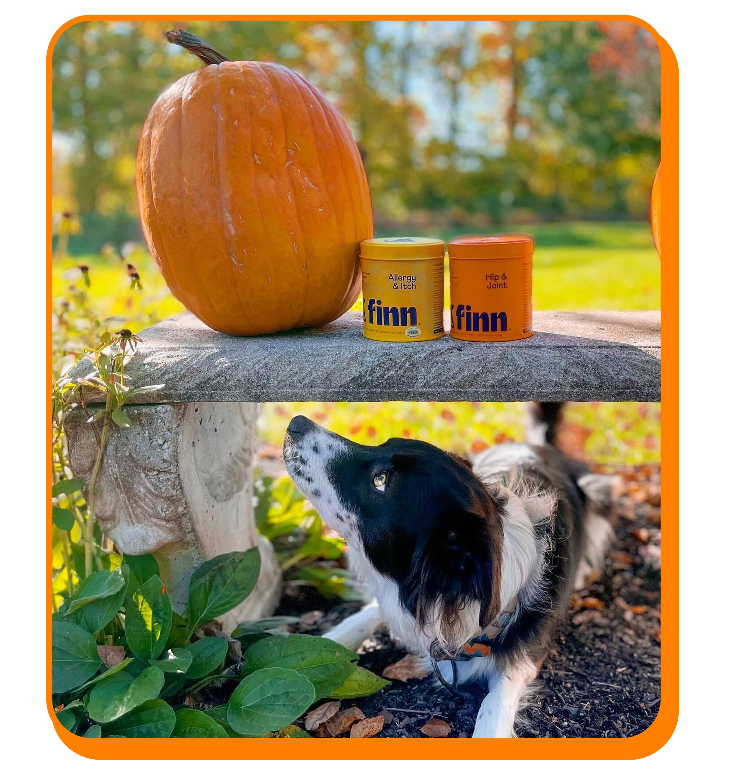Photo of a mountain dog looking up from under a bench with Finn Allergy & Itch and Hip & Joint on top of benching