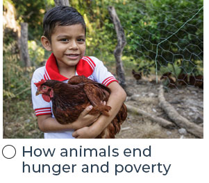 How animals end hunger and poverty