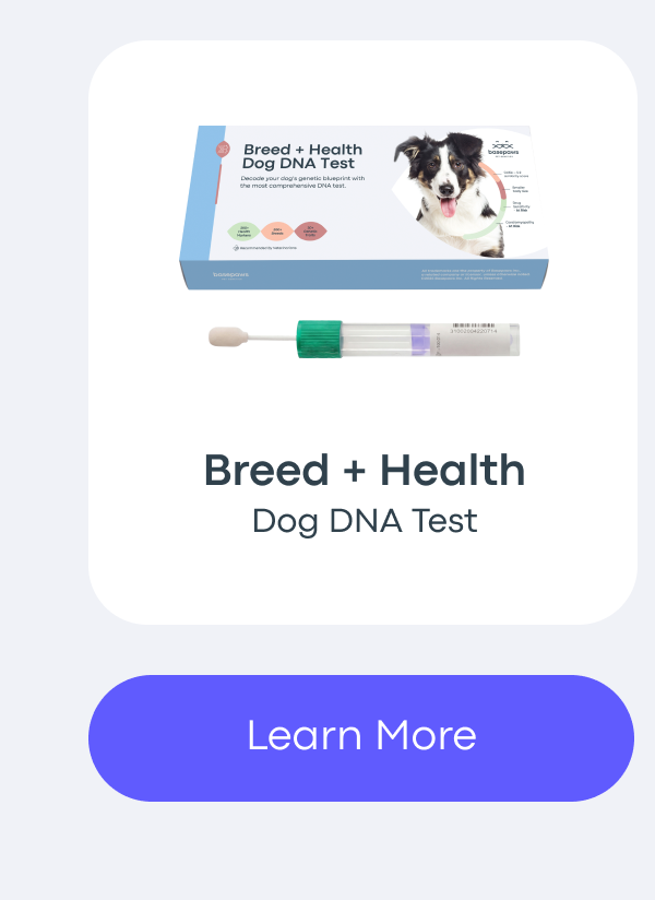 Learn More - Dog