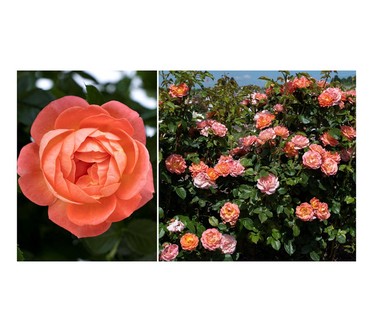 Cottage Farms 2-Piece Knock Out Roses Bareroot Plants