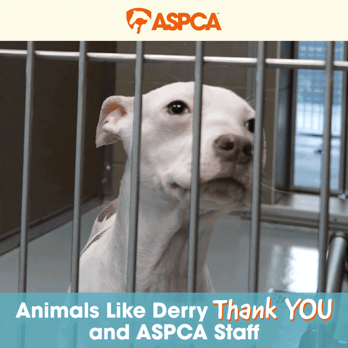 Animals Like Derry Thank You and ASPCA Staff