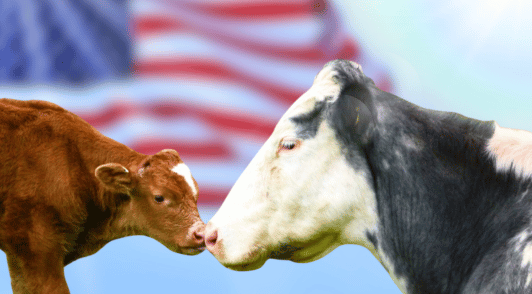 cow and calf touching noses with an American flag background