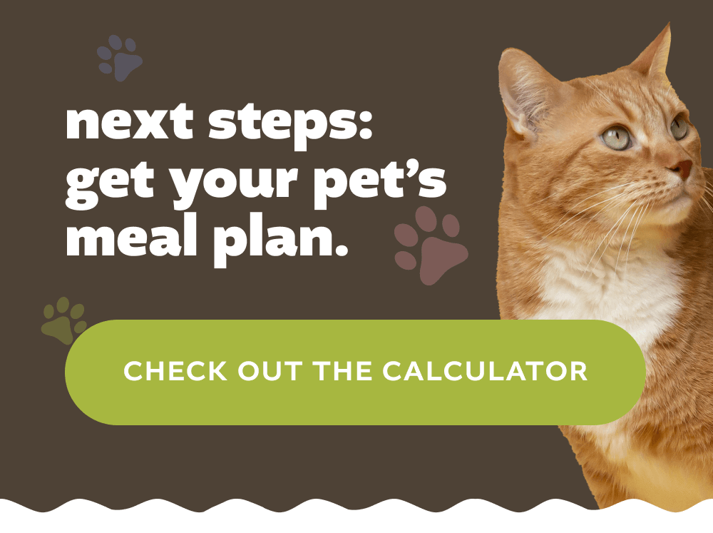 [ CHECK OUT THE CALCULATOR ]