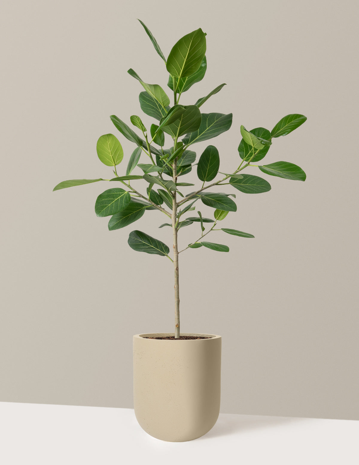 Image of Ficus Audrey Tree