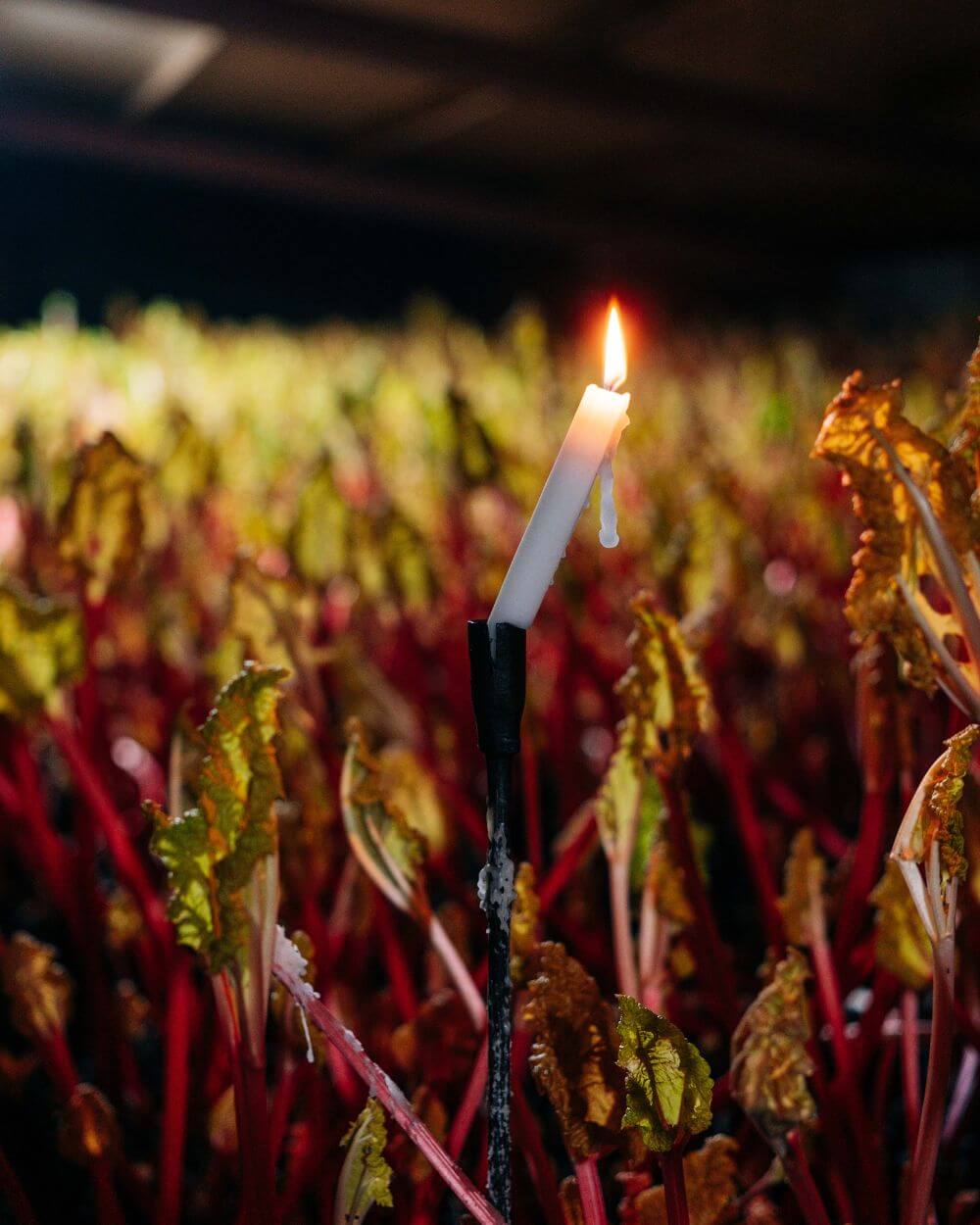 Read more about Tomlinson's Rhubarb - The candlelit growing sheds.