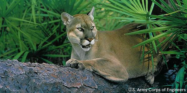 Florida panther