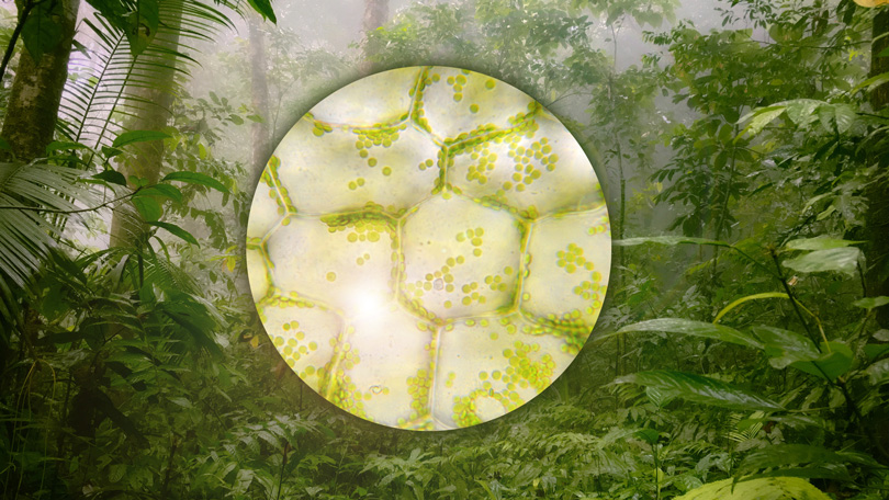 Forest scene with inset showing plant cells.