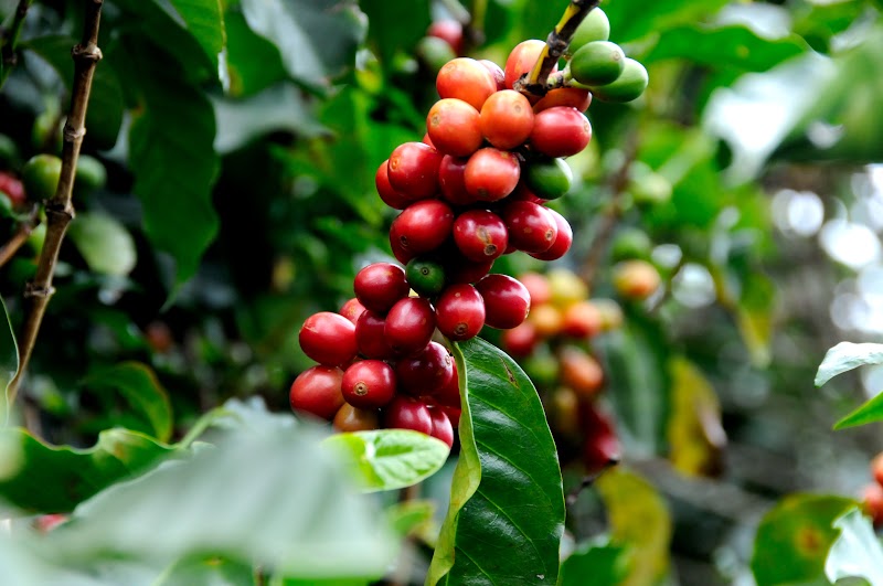 Lush green coffee farm landscape