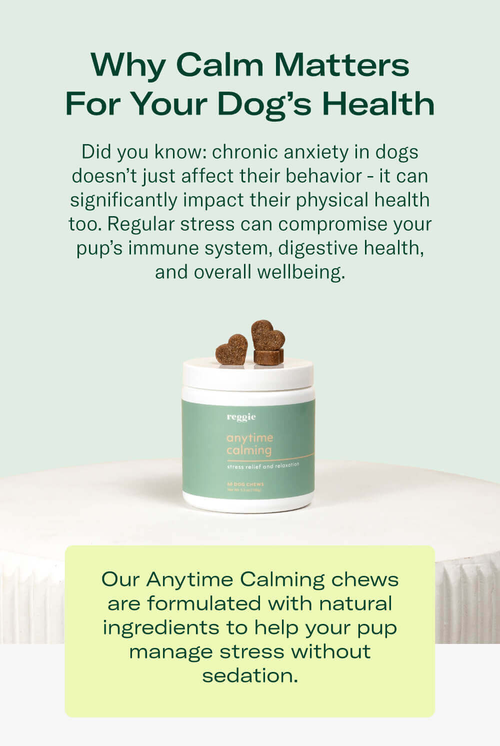 Why Calm Matters For Your Dog’s Health