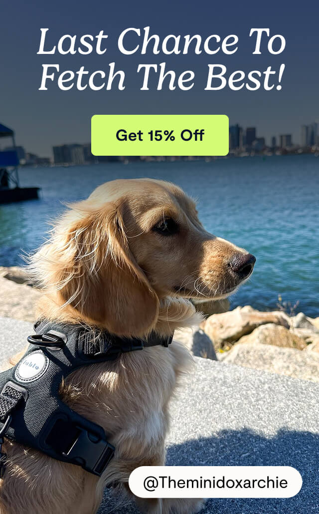 Last Chance to Fetch The Best!