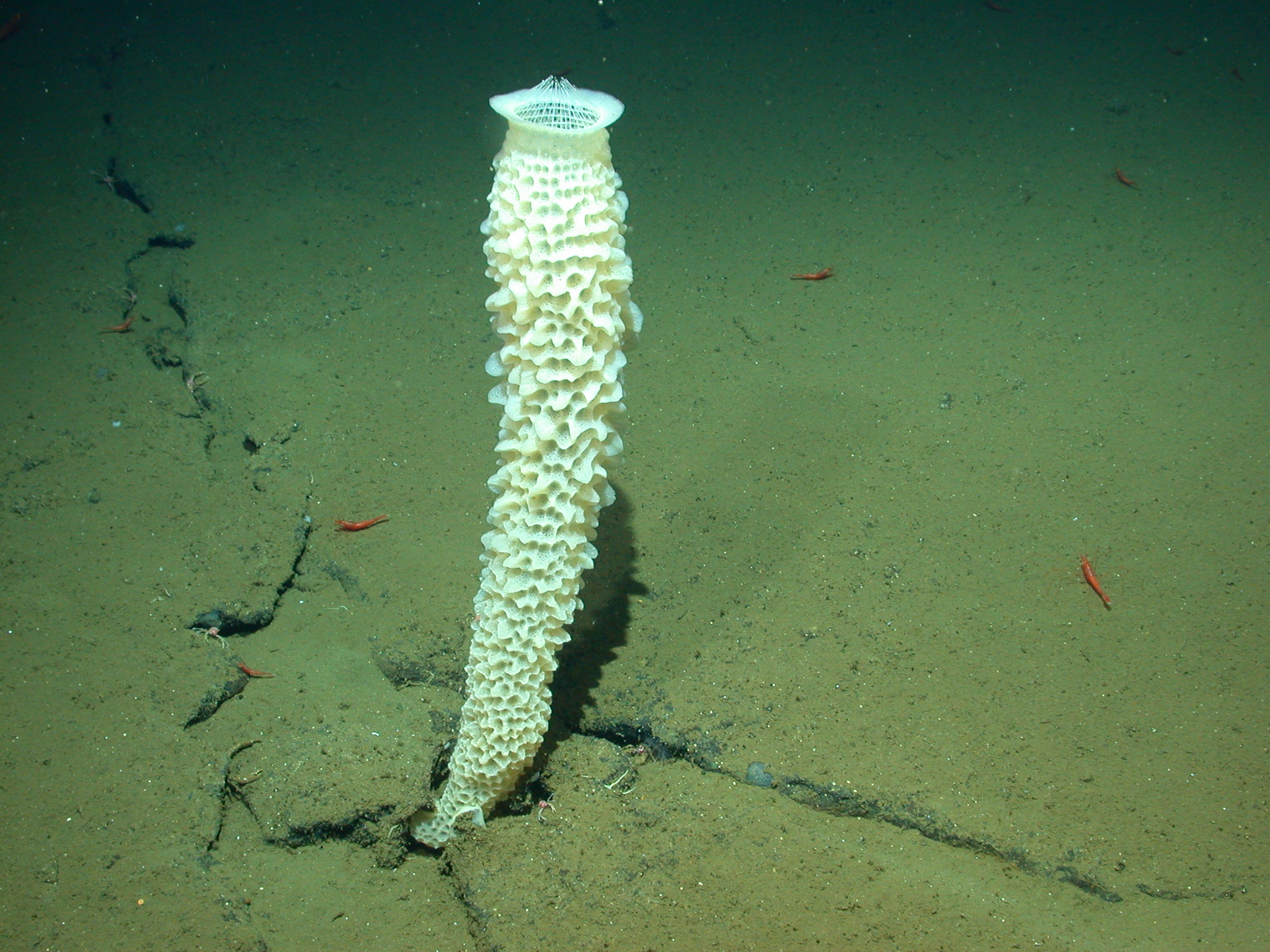 A Venus flower basket with deep-sea shrimp on the seafloor