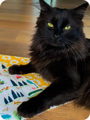 Image of a black cat laying down in a house with their eyes slightly closed
