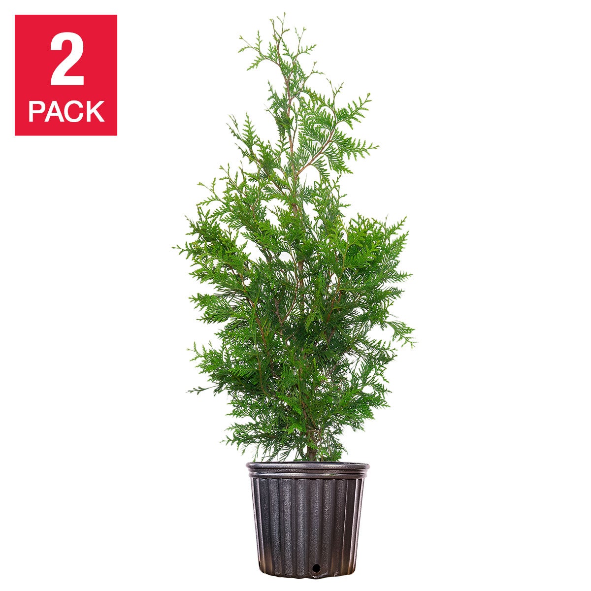 Thuja Green Giant, 2-Pack