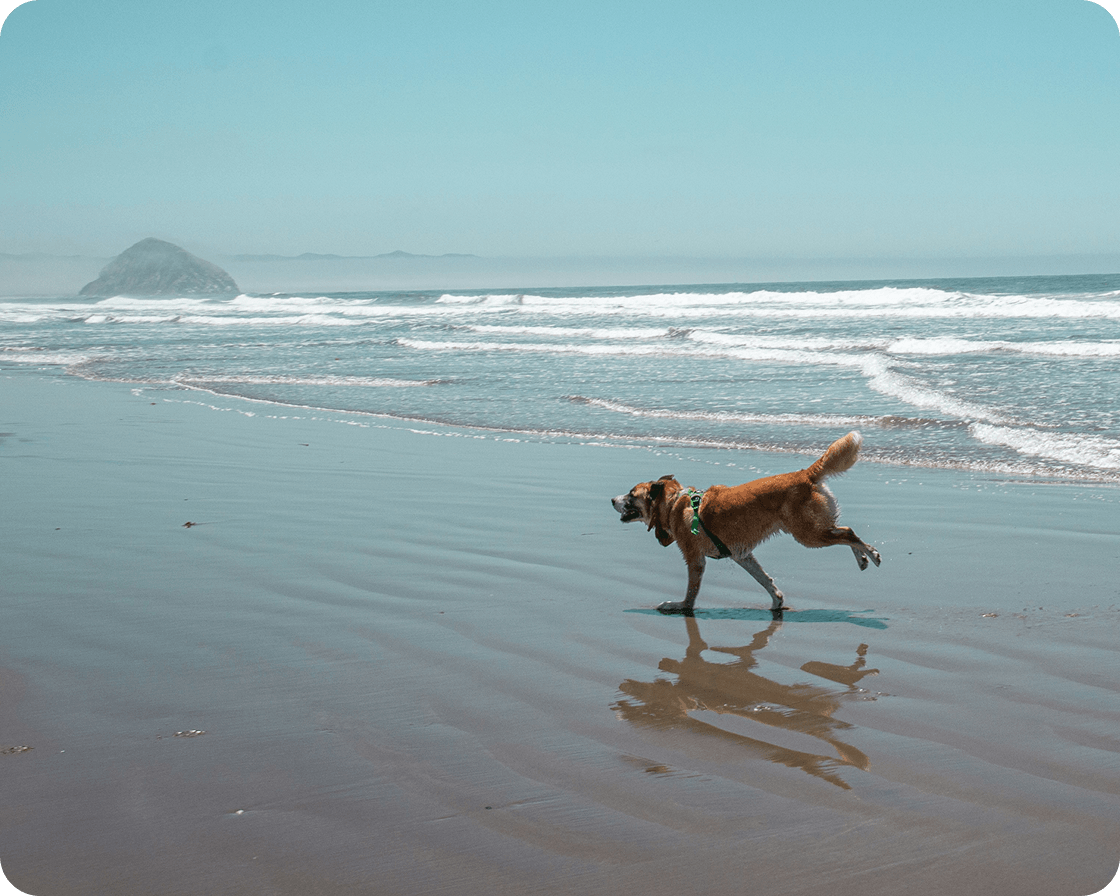 Dog running on the beach