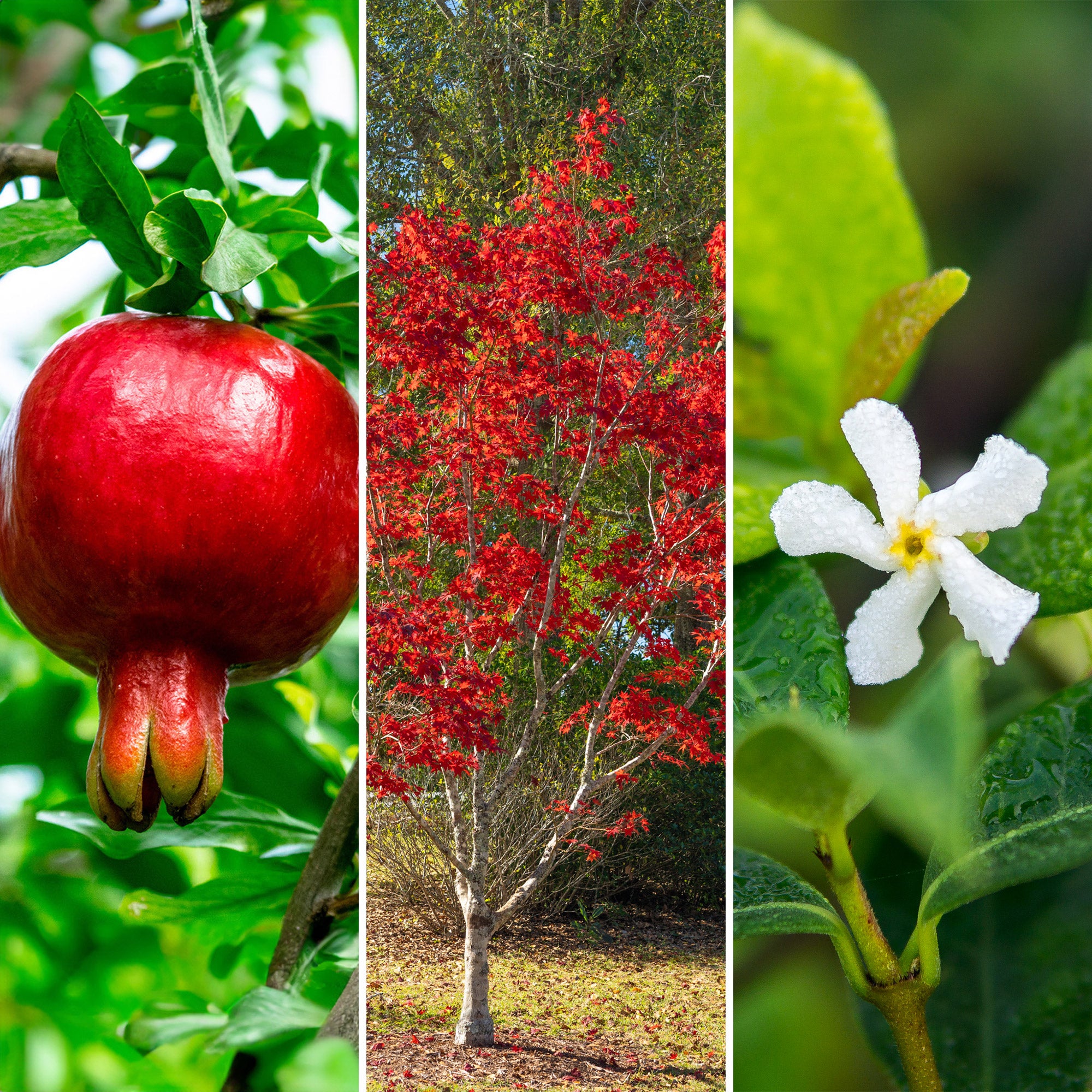 Plants Family Grown and Shipped to Your Home