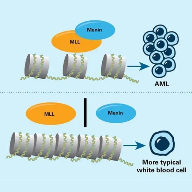In some types of acute myeloid leukemia (AML) cells, the abnormal MLL protein joins with the menin protein to activate genes that promote leukemia. Drugs that keep MLL and menin apart hinder those genes from being switched on