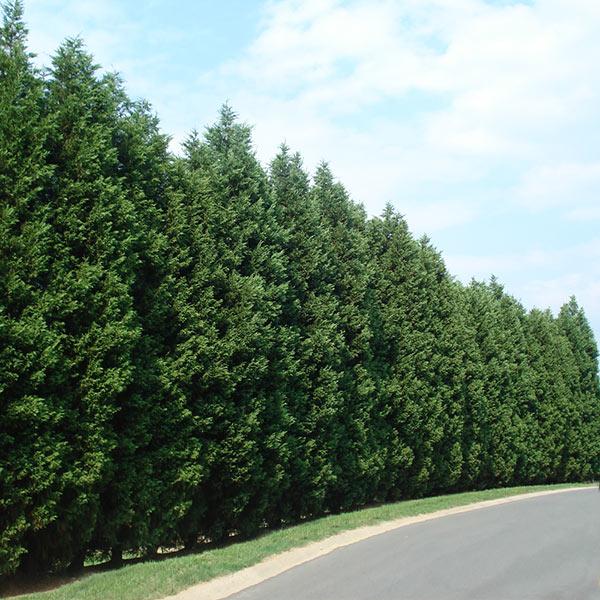Image of Leyland Cypress Tree
