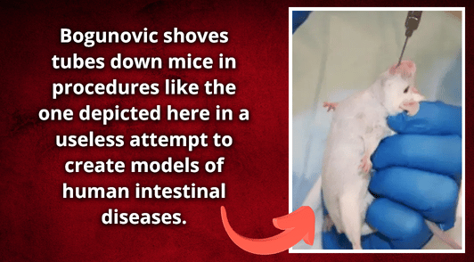 mouse having tube shoved down throat