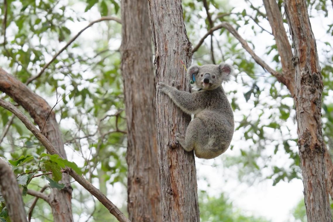 a koala with a tracking collar is holding onto a tree trunk