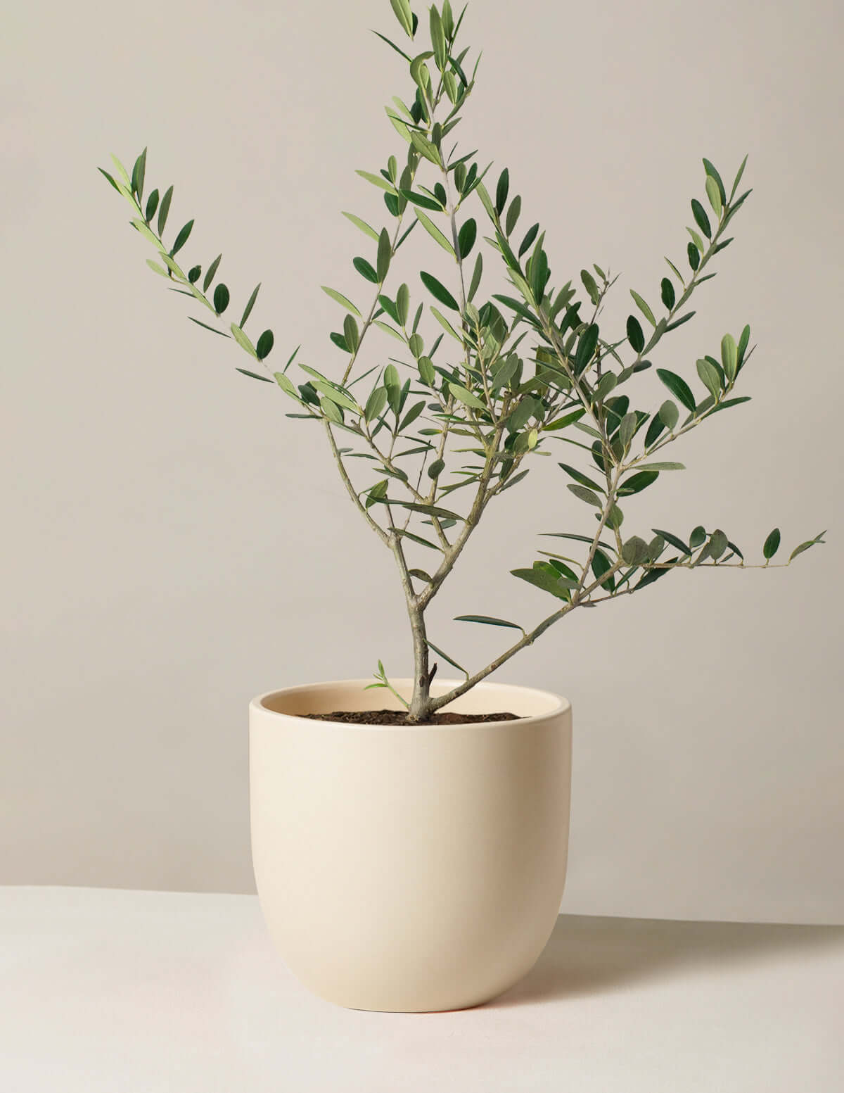 Image of Olive Tree