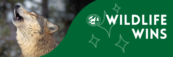 wildlifewins header with image Gray Wolf Howling in Snow © Keith Szafranksi