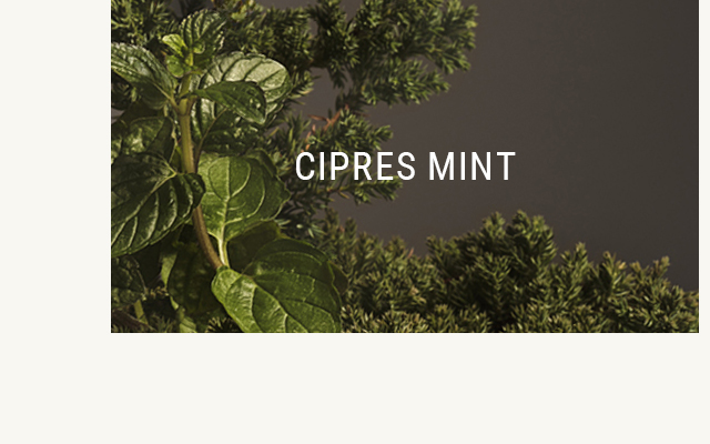 Cipres Mint