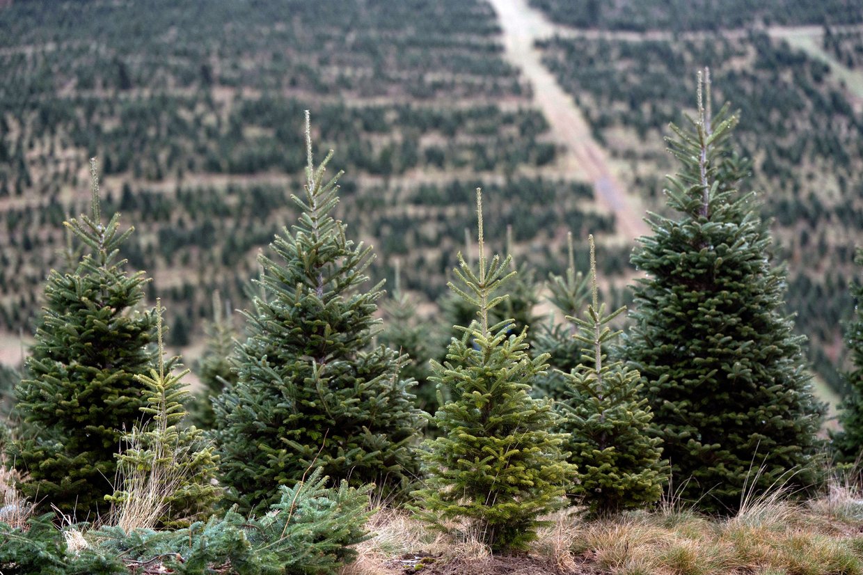 A Christmas tree farm
