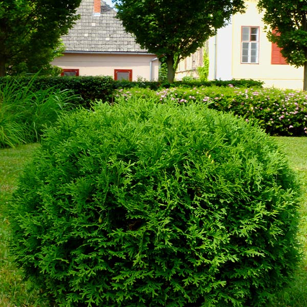 Image of Hetz Midget Thuja Shrub