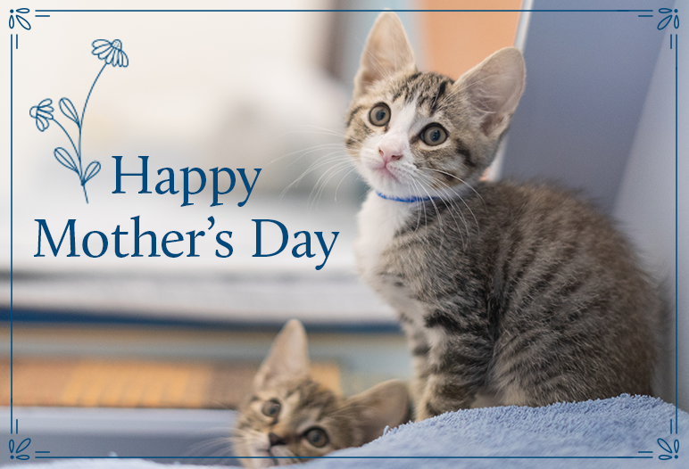 Mother's Day e-card with kittens