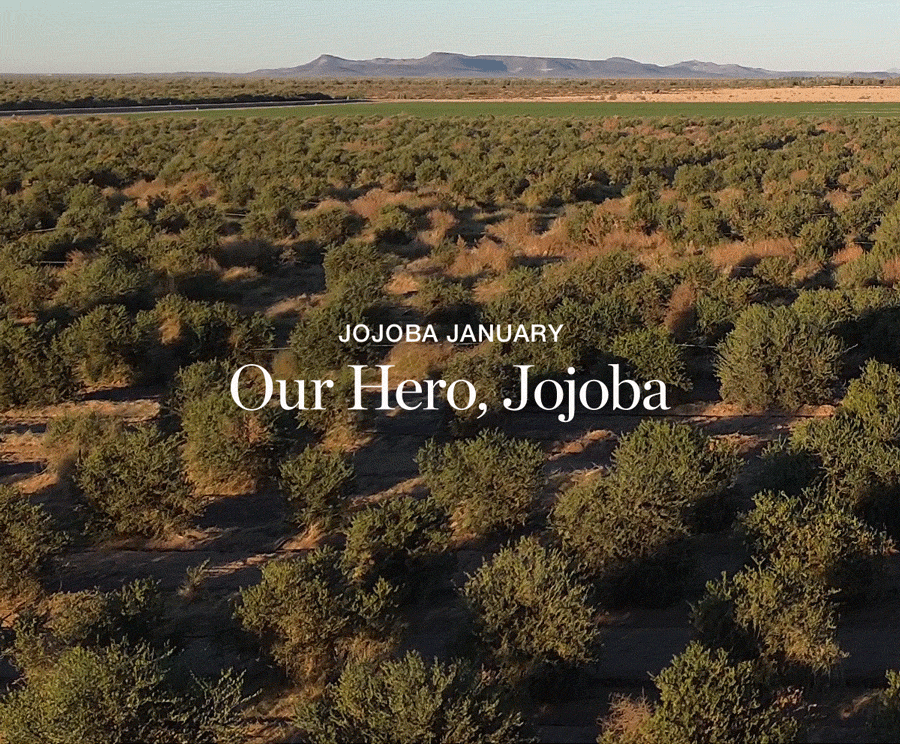 Our Hero, Jojoba
