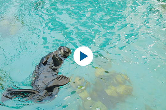 Opal, the sea otter, swimming in clear blue water with some kelp underwater next to her