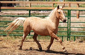 Equine Adoption Spotlight