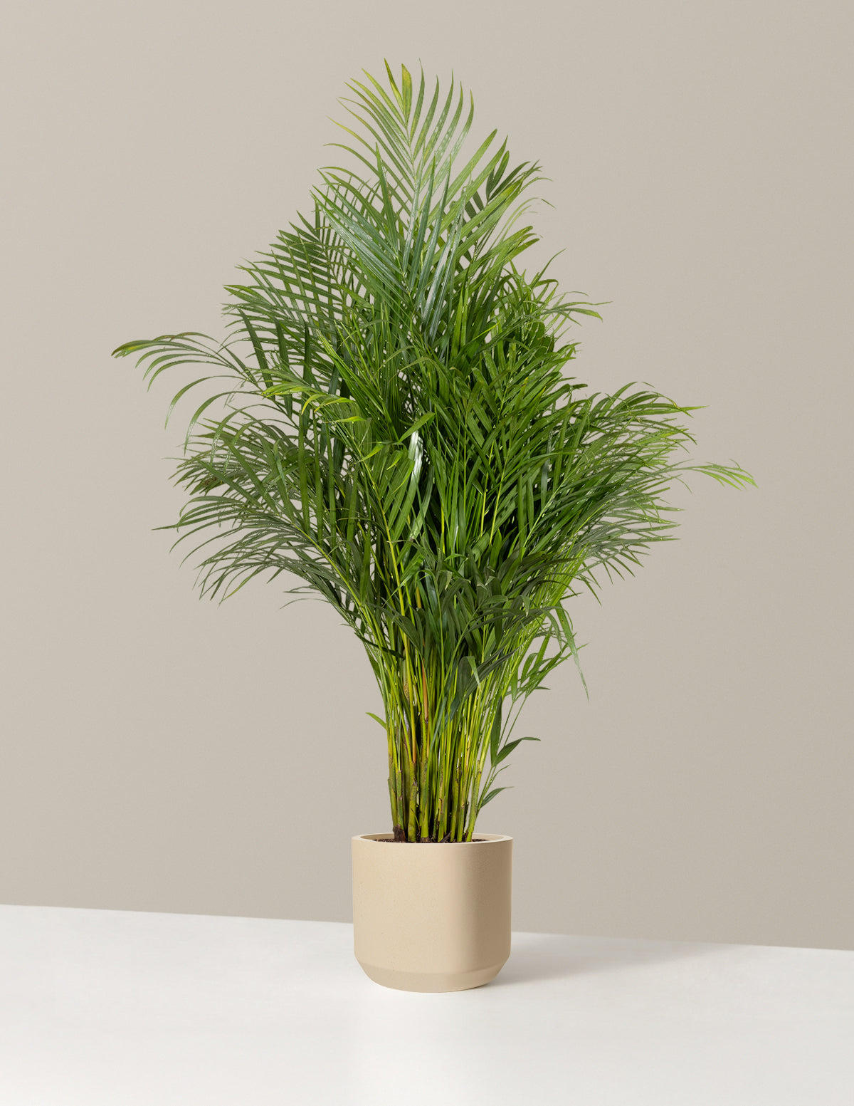 Image of Areca Purifying Palm