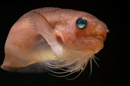 A peach and pinkish colored rough snailfish with a large and round blue colored eyeball swimming in dark black water
