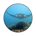 Manta Ray icon graphic - Manta Ray Gliding Over a Reef © Kevin Lino/NOAA