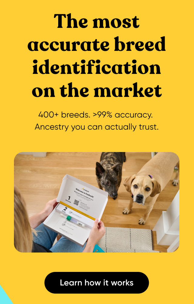 The most accurate breed identification on the market. 400+ breeds, 99% accuracy. Ancestry you can actually trust. Learn how it works.