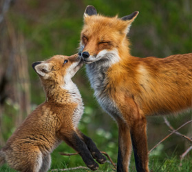 A fox cub nuzzling an adult fox in a woodland environment