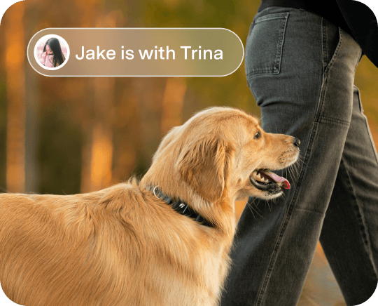 Dog walking outdoors